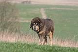 DOGUE DU TIBET 316